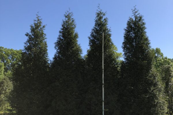 Green Giant Arborvitae - 25' (Privacy Hedge)