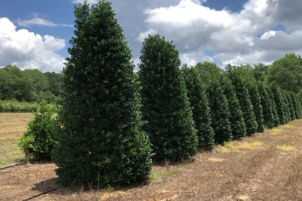 Nellie R. Stevens Holly - 14'-16' (Privacy Hedge Row)