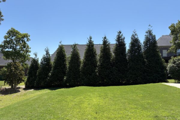 Privacy Screening Hedge (Mixed Planting)
