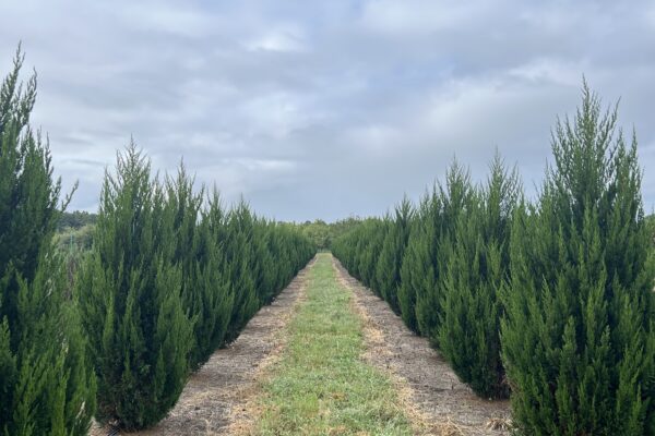 Spartan Juniper (Privacy Hedge)
